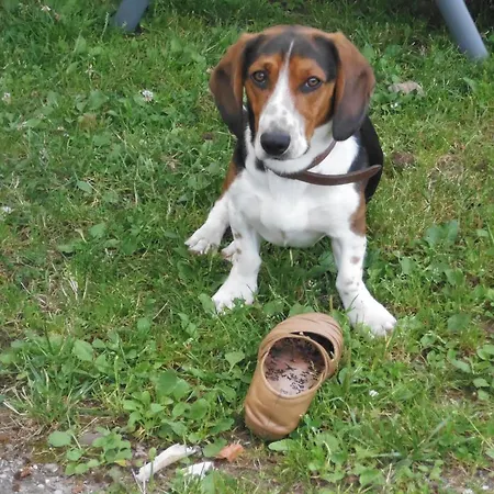 Steinhof アパート オーバーキルヒ